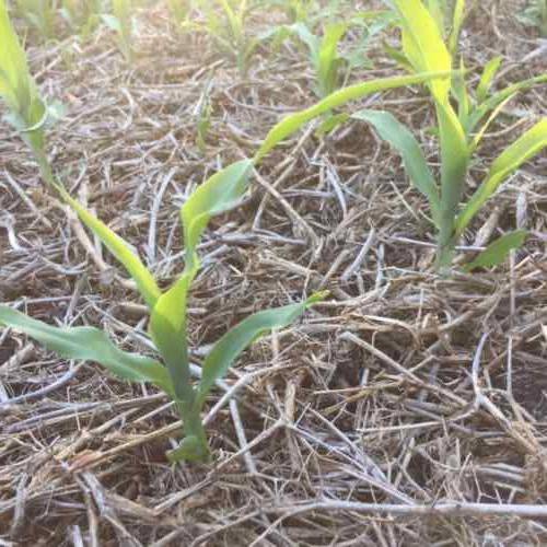 corn seedlings